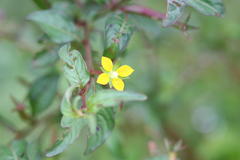 Ludwigia octovalvis subsp. sessiliflora